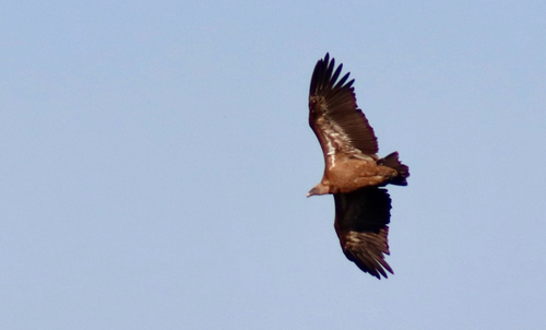 Eurasian Griffon