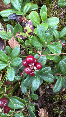 Lingonberry