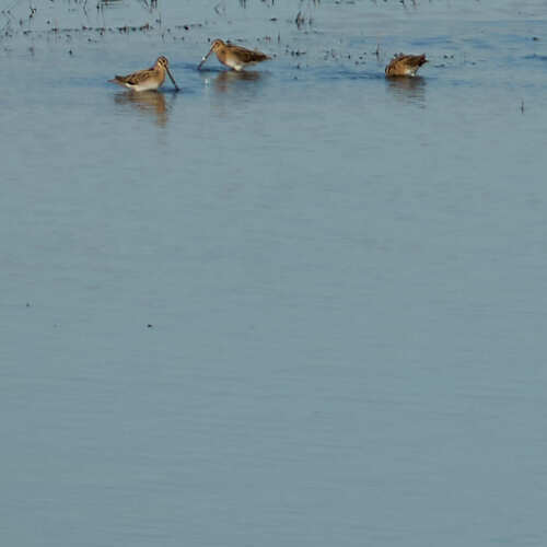 Common Snipe