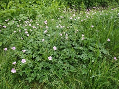 Geranium endressii