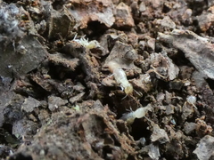 Microcerotermes