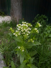 Thlaspi arvense