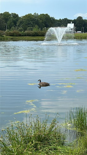 Canada Goose
