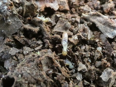 Microcerotermes