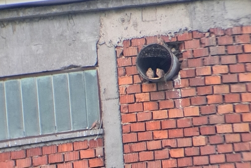 Eurasian Kestrel