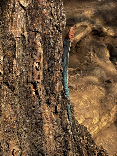 Kirk's Rock Agama