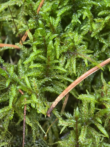 Red-stemmed Feather Moss