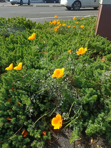 California poppy