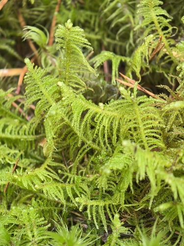 Ostrich-plume Moss