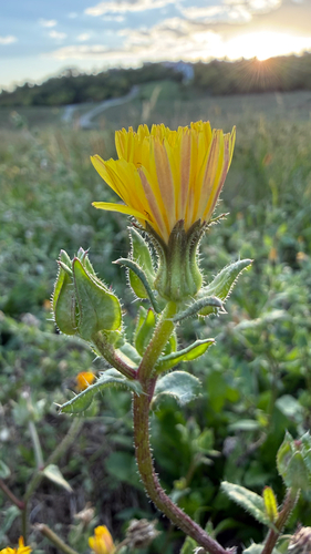 bristly oxtongue