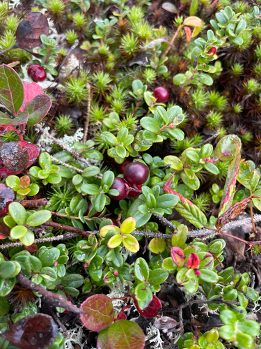 Lingonberry