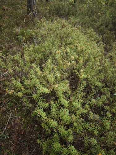 Rhododendron tomentosum, photograph 5