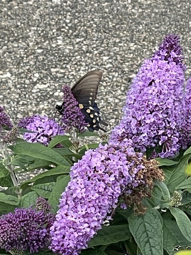 Pipevine Swallowtail