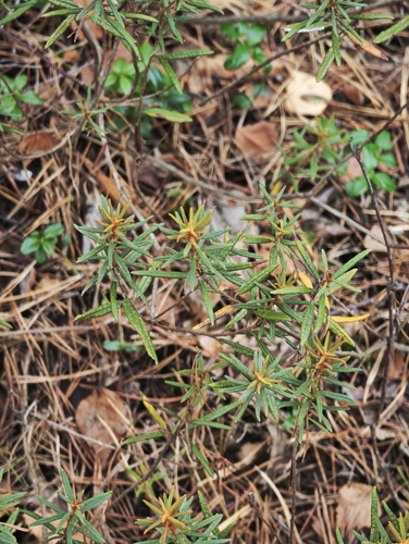 Rhododendron tomentosum, photograph 4