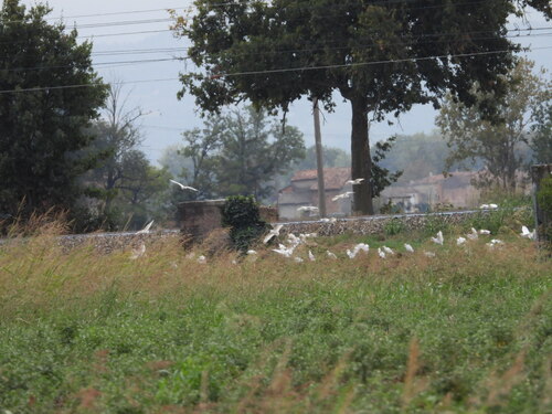 Western Cattle-Egret