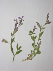 Silene pendula