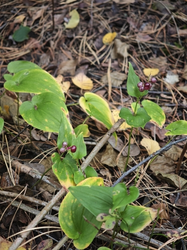 Maianthemum bifolium, photograph 4