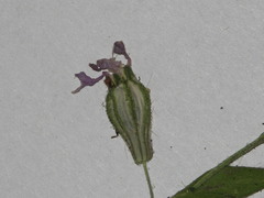 Silene pendula
