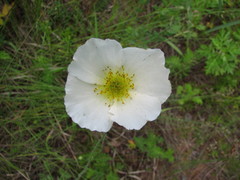 Papaver popovii