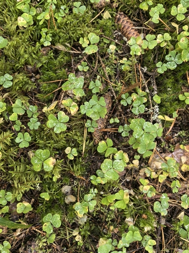 European wood-sorrel