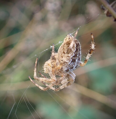 Cross Orbweaver