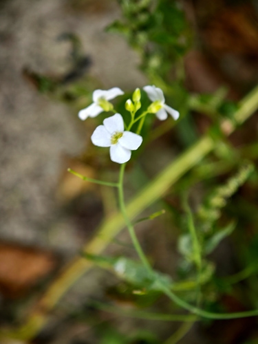 Arabidopsis arenosa
