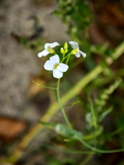 Arabidopsis arenosa
