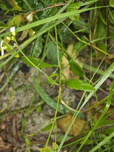 Arabidopsis arenosa, photograph 2