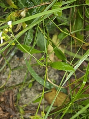 Arabidopsis arenosa, photograph (c) Igor Balashov, some rights reserved (CC BY)