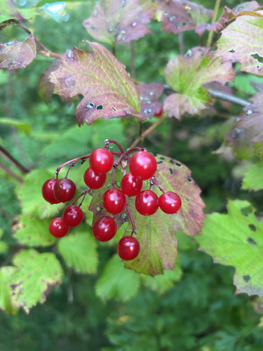 guelder-rose
