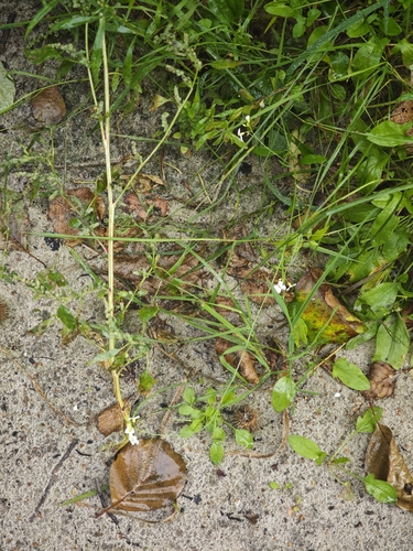 Arabidopsis arenosa, photograph 3