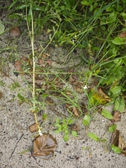Arabidopsis arenosa, photograph (c) Igor Balashov, some rights reserved (CC BY)
