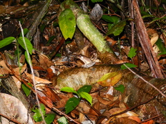 Pulchrana baramica
