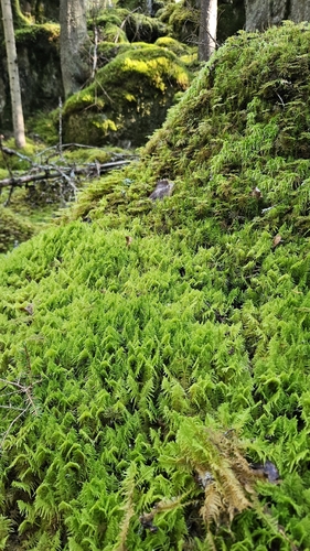 Ostrich-plume Moss