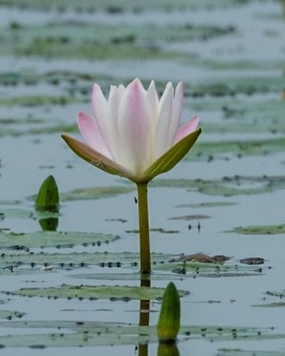 Hairy water-lily