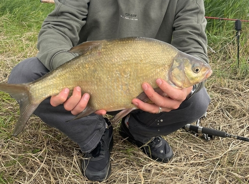 Common Bream