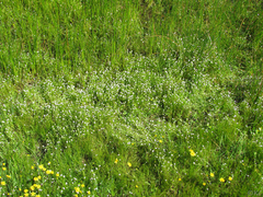 Plagiobothrys bracteatus