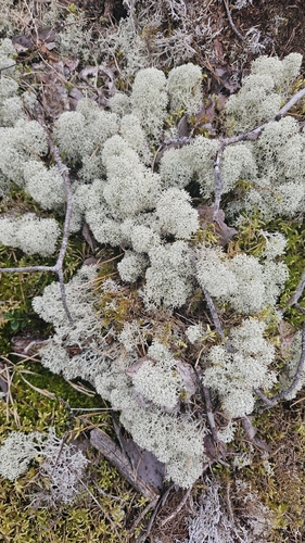 Star-tipped Reindeer Lichen