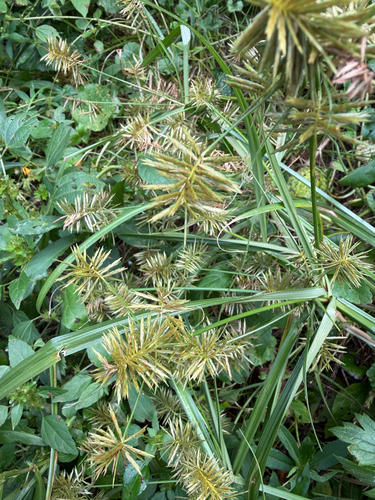 Cyperus strigosus, photograph 3