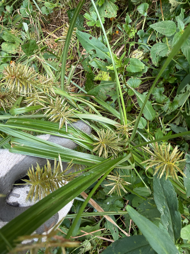 Cyperus strigosus, photograph 4
