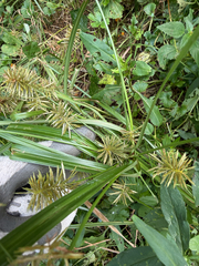 Cyperus strigosus, photograph (c) betsyyyy, some rights reserved (CC BY)