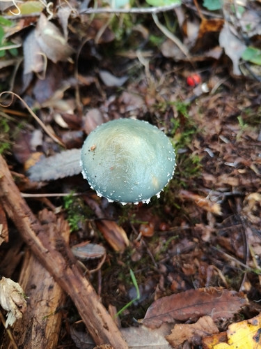 Verdigris Agaric