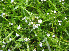 Plagiobothrys bracteatus