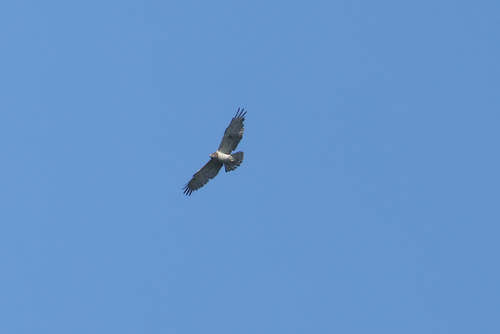 Short-toed Snake-Eagle