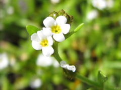 Plagiobothrys bracteatus