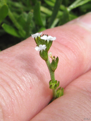 Plagiobothrys bracteatus