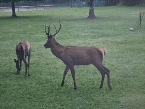 Red Deer