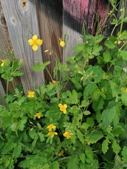 Chelidonium