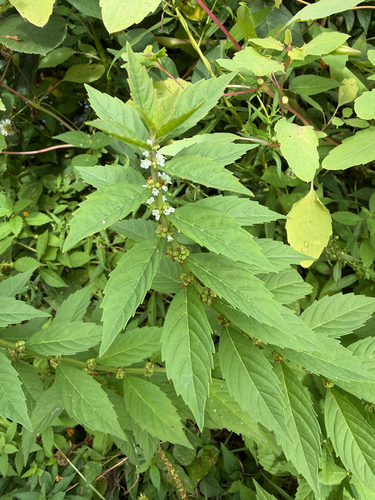 Lycopus uniflorus, photograph 2