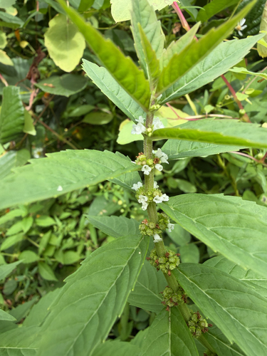Lycopus uniflorus, photograph 1